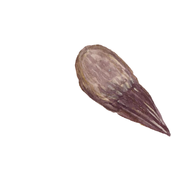 Bird wing decoration